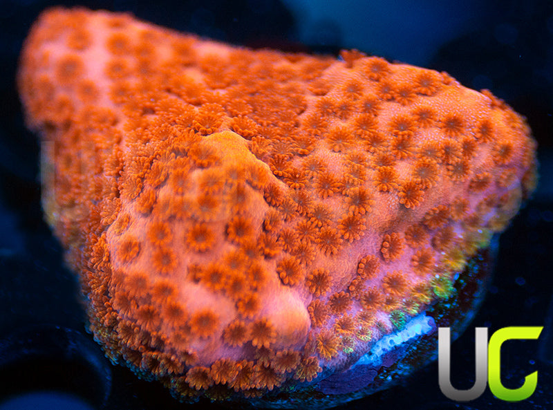 RMF Pink Cadillac Monti