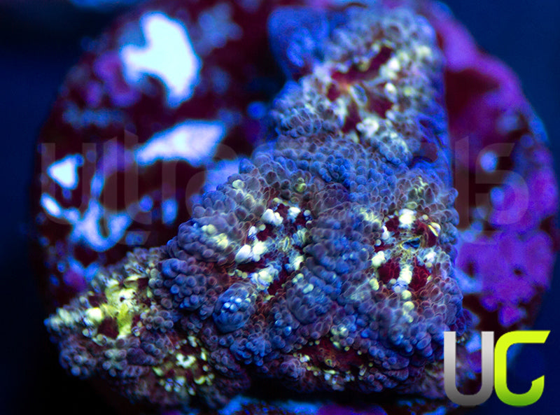 UC Feng Shui Micro Amakusensis