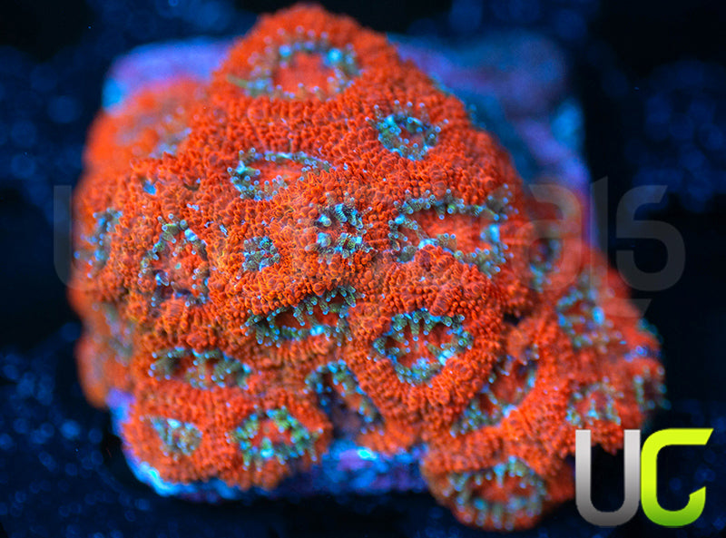 UC Lava Flow Micro Amakusensis Colony