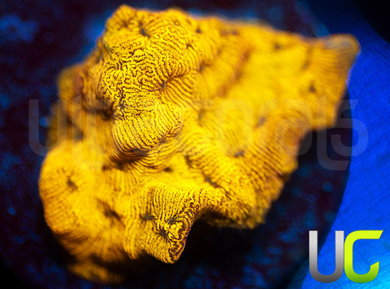 UC Golden Dragon Lepto