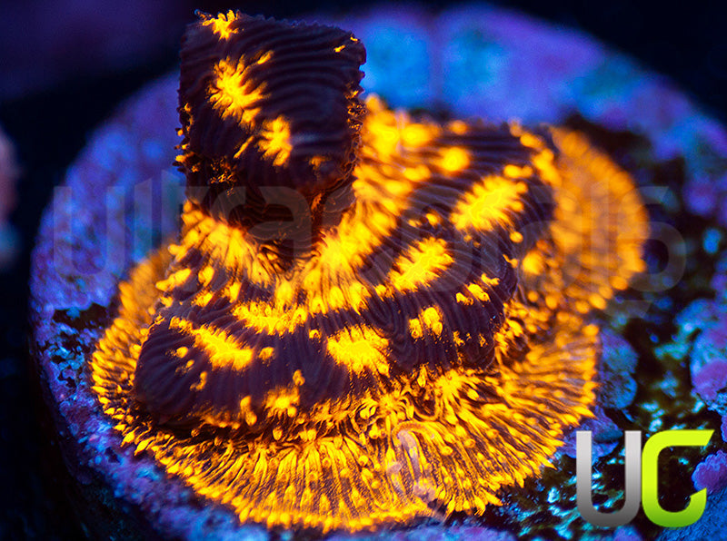 UC Blinding Lights Psammocora