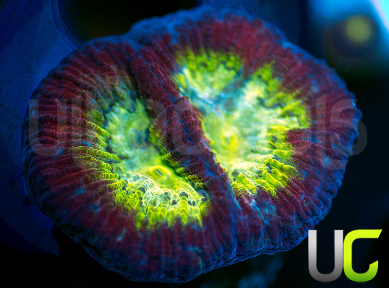 UC Regal Goniastrea