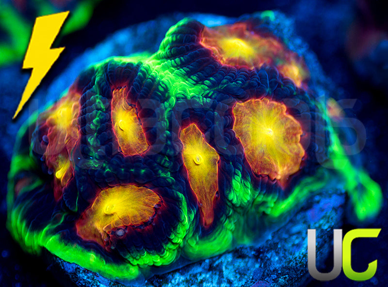 UC Ring Leader Favites