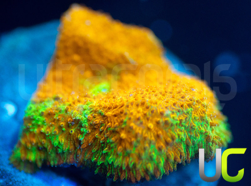 Watermelon Psammocora