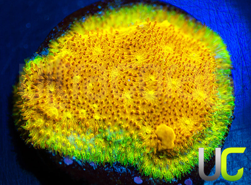 Yellow Yutz Psammocora