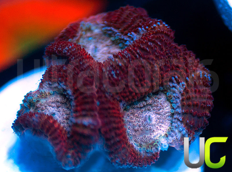 UC Ripstick Micro Amakusensis