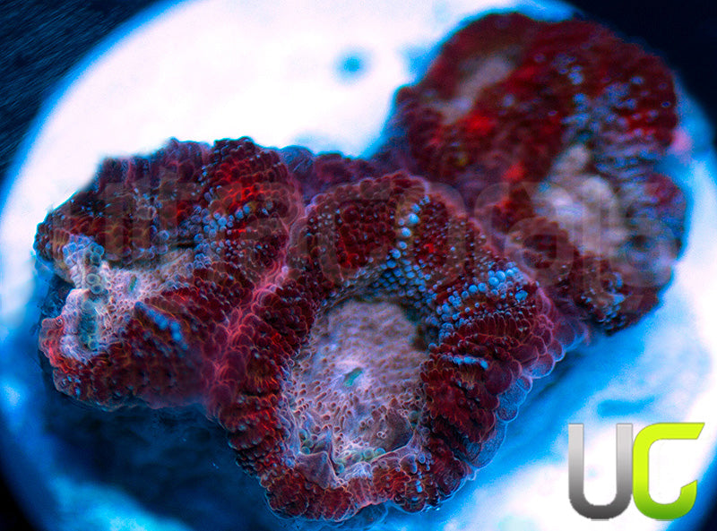 UC Ripstick Micro Amakusensis