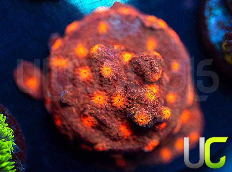 UC Jolly Roger Cyphastrea