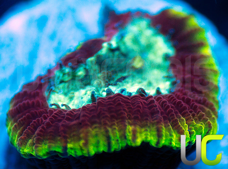 UC Pacific Rim Dipsastrea