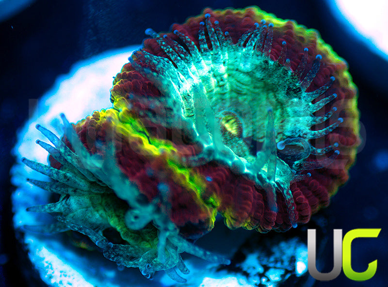 UC Pacific Rim Dipsastrea