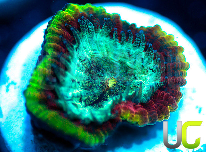 UC Pacific Rim Dipsastrea