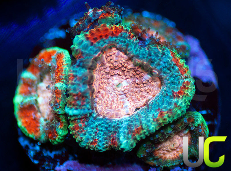 UC Pink Pinwheel Micro Amakusensis