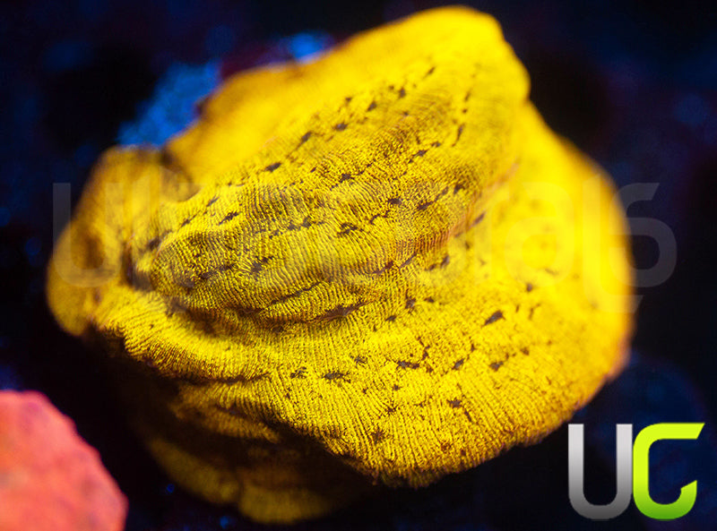 UC Golden Dragon Lepto