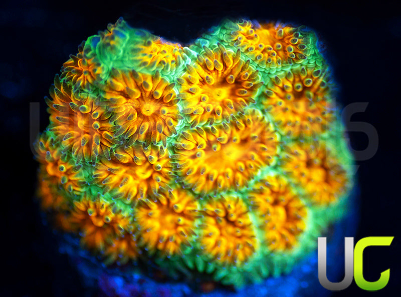UC Excalibur Leptastrea