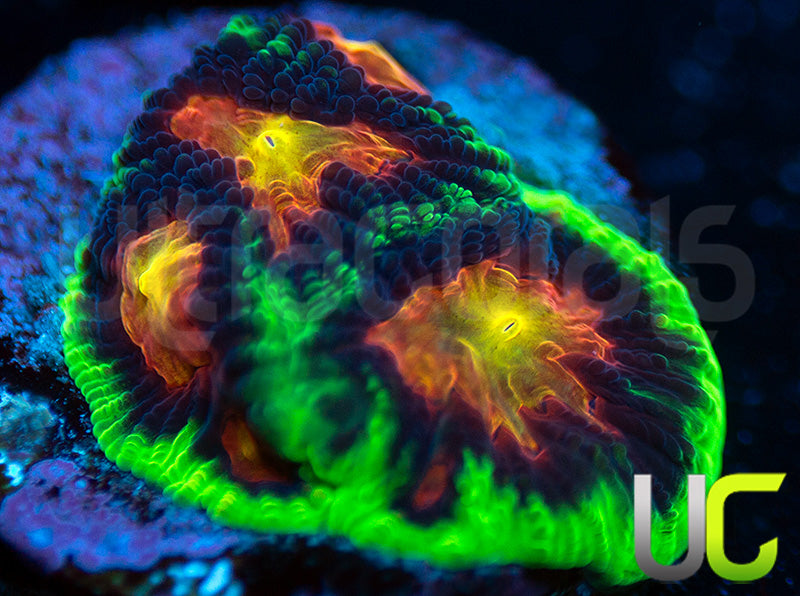 UC Ring Leader Favites