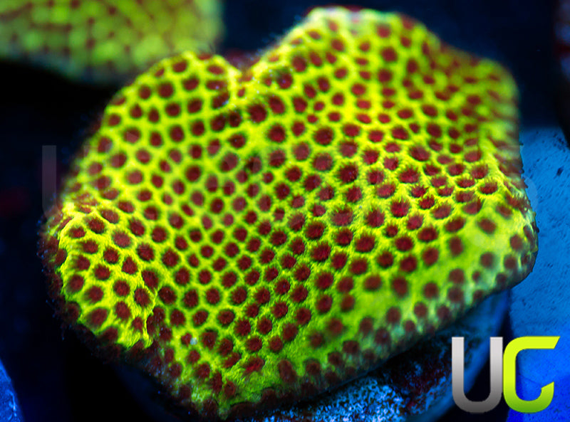 UC The Grinch Porites