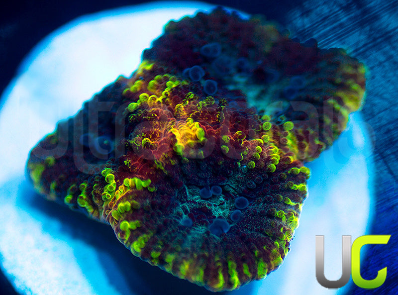 Yellow Submarine Favia