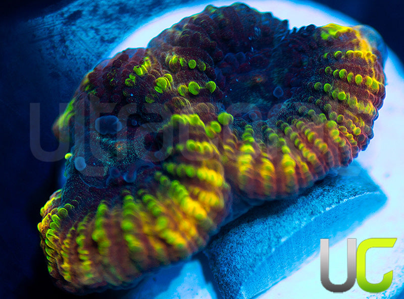 Yellow Submarine Favia