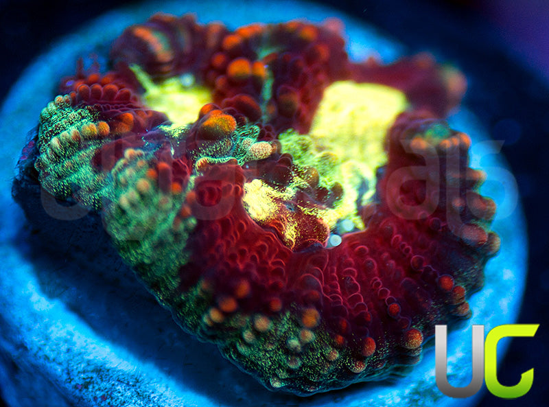 UC Strobe Light Favia