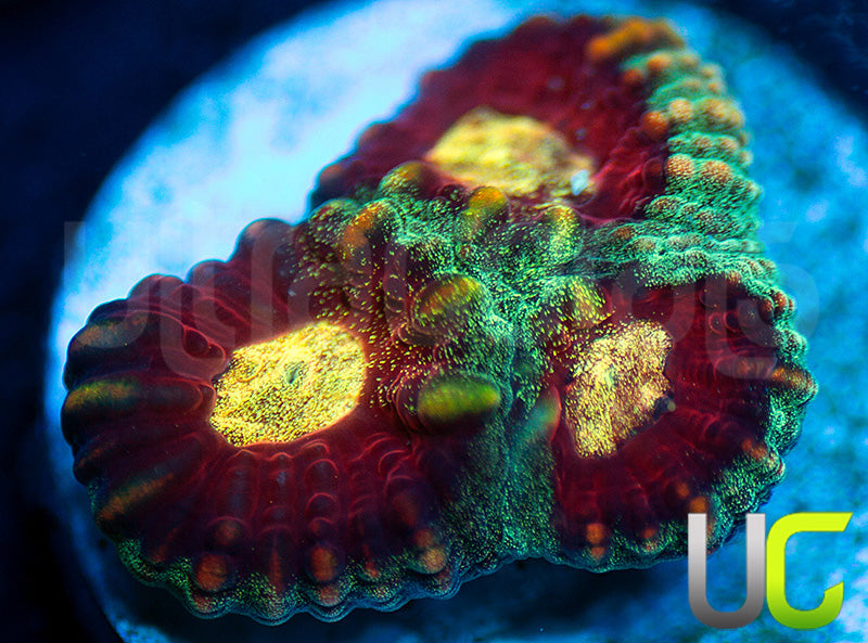 UC Strobe Light Favia