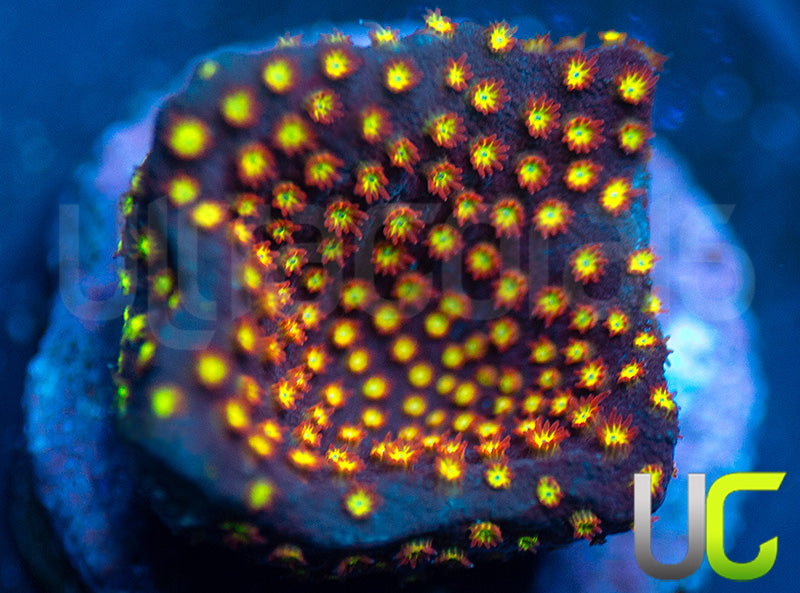 UC Flamethrower Stylo