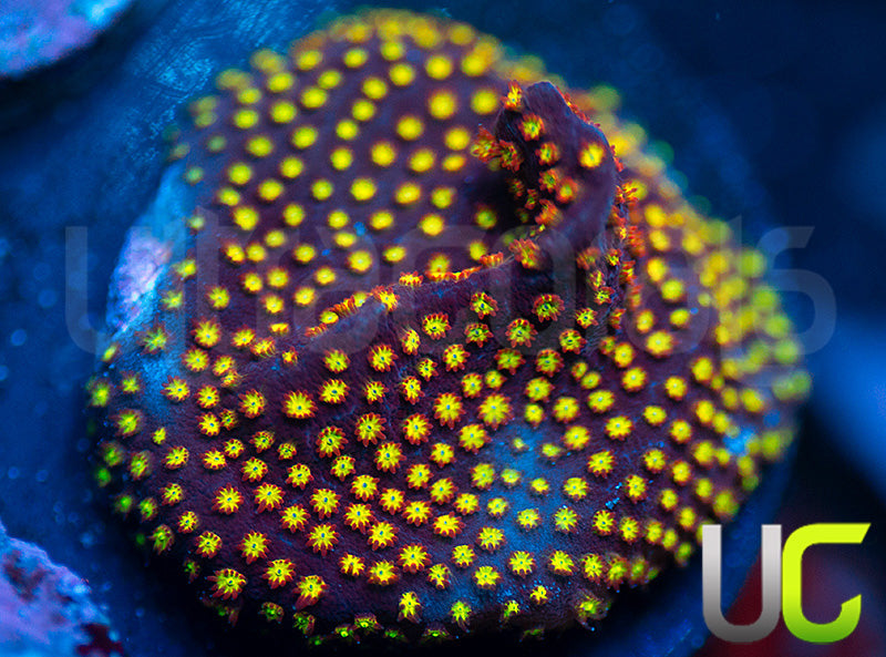 UC Flamethrower Stylo