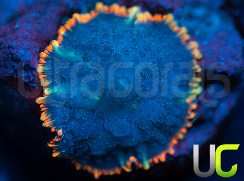 UC Lava Ring Mushroom