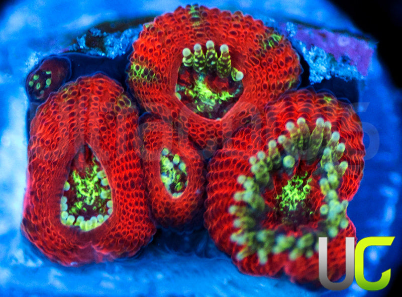UC Dragon Slayer Micro Amakusensis
