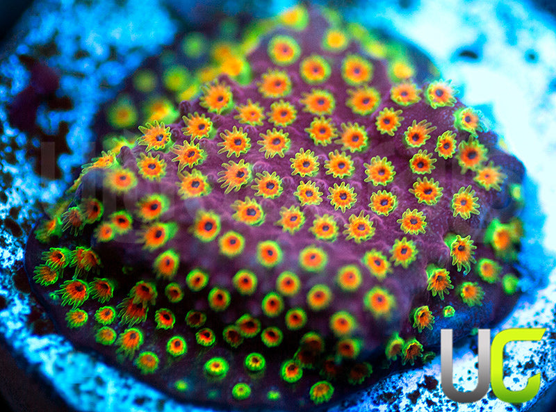 WWC Looney Tunes Stylo