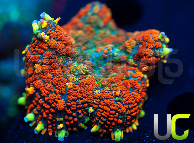 NEW RELEASE: UC Melting Pot Mushroom