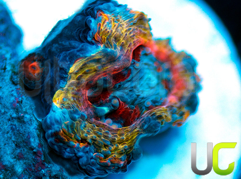 CC Thai Sunset Micro Lord