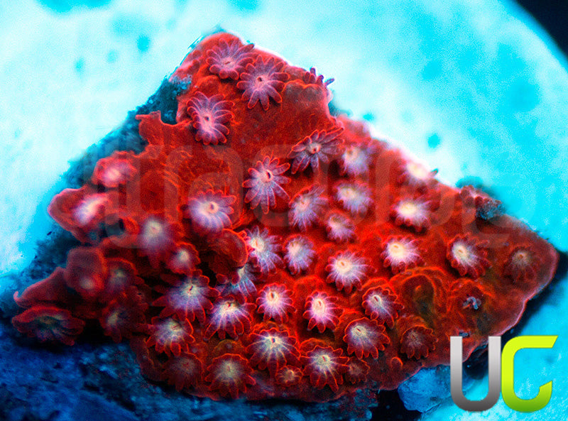 JF Scarlett Fever Stylo