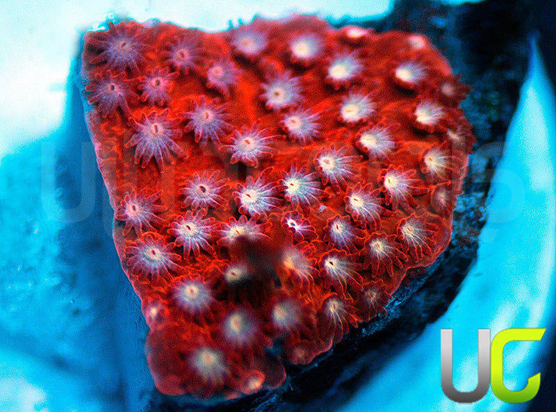 JF Scarlett Fever Stylo