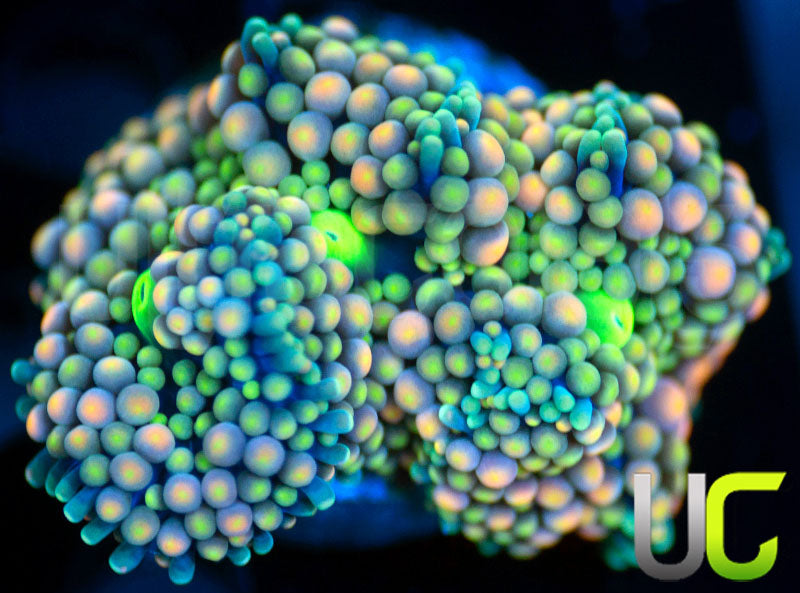 Ultra Pink Green Yellow with Blue Edge Florida Ricordea