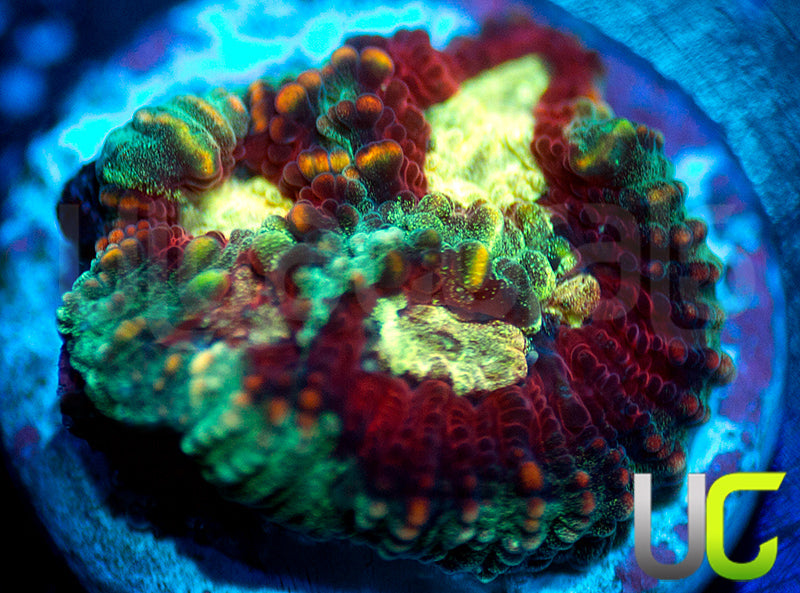 UC Strobe Light Favia