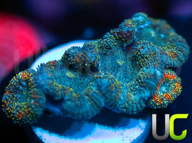 NEW RELEASE: UC Changling Micro Amakusensis