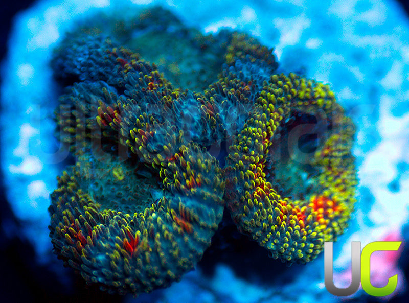 NEW RELEASE: UC Changling Micro Amakusensis