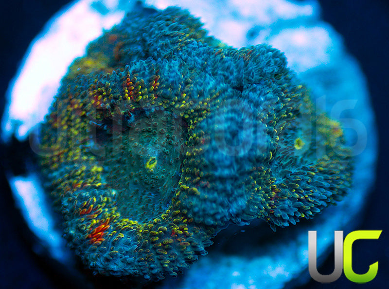 NEW RELEASE: UC Changling Micro Amakusensis