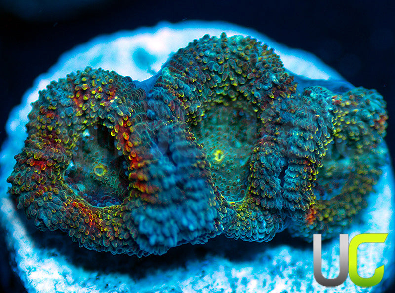 NEW RELEASE: UC Changling Micro Amakusensis