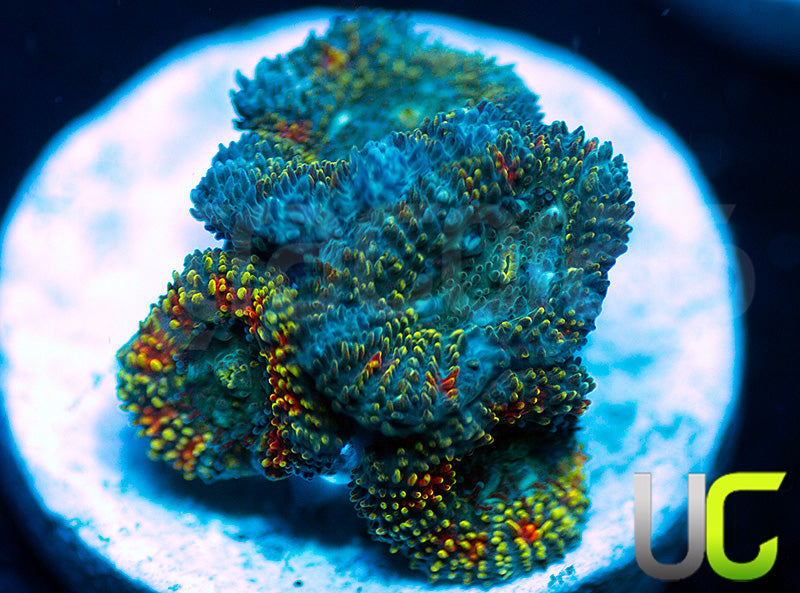 NEW RELEASE: UC Changling Micro Amakusensis