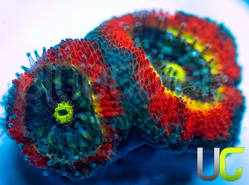 NEW RELEASE: UC Abomination Micro Amakusensis