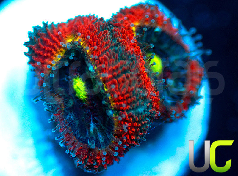 NEW RELEASE: UC Abomination Micro Amakusensis