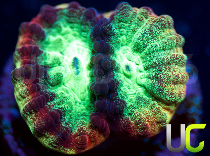 JF Psycho Rainbow Rim Favia