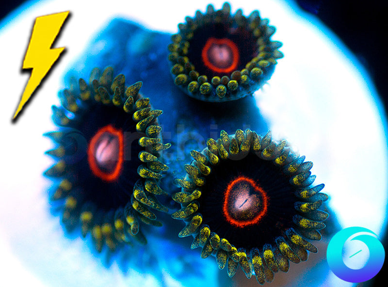 CB King Jawbreaker Hornets