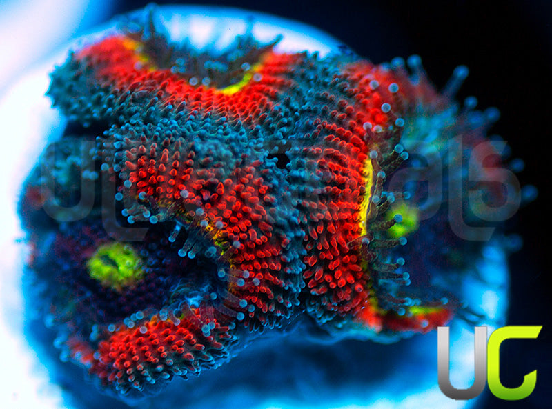 NEW RELEASE: UC Abomination Micro Amakusensis