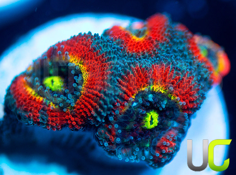 NEW RELEASE: UC Abomination Micro Amakusensis