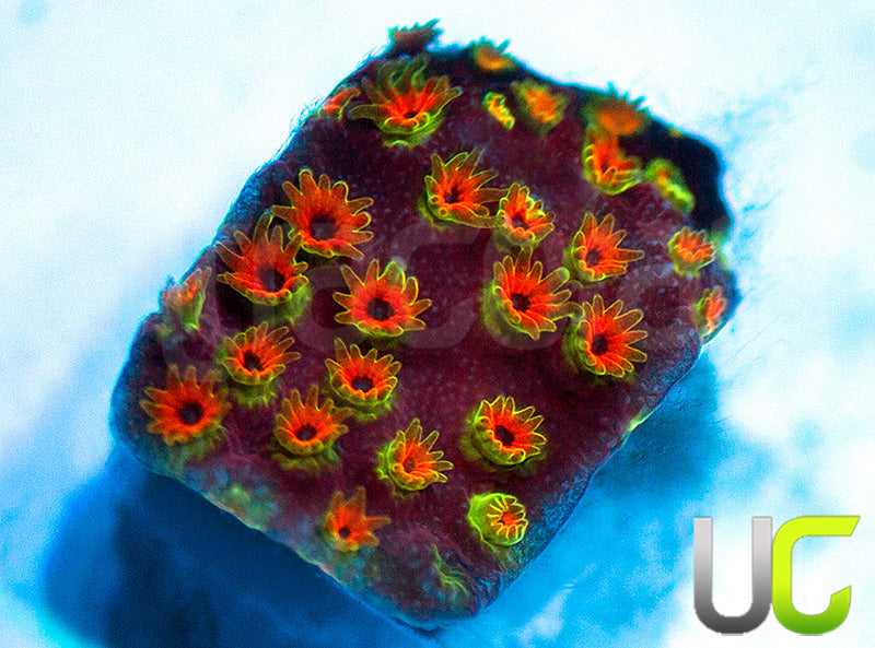 WWC Looney Tunes Stylo