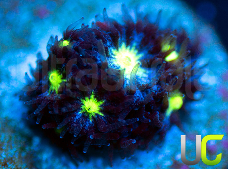 UC Stunt Double Leptastrea