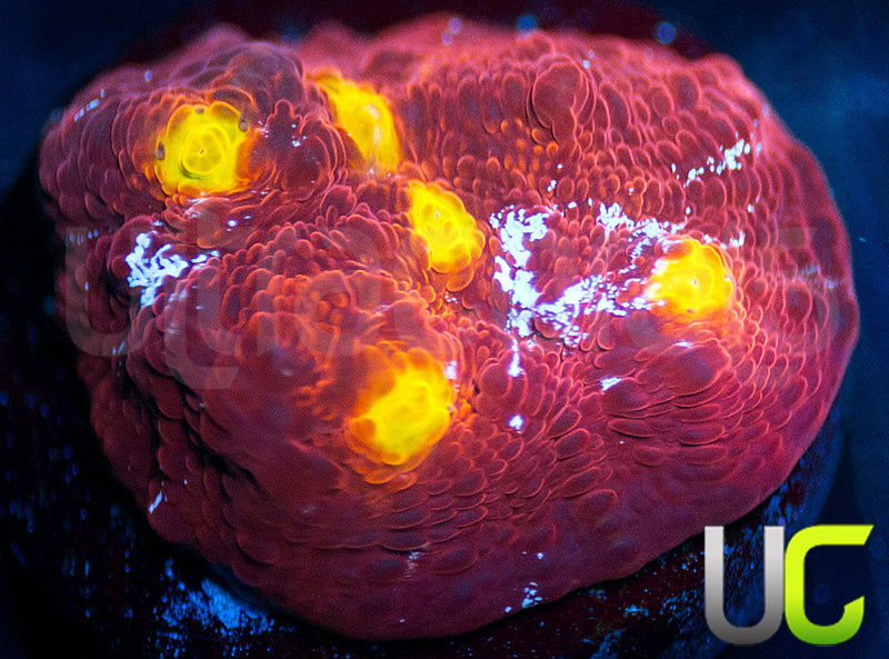 UC Hoar Frost Chalice