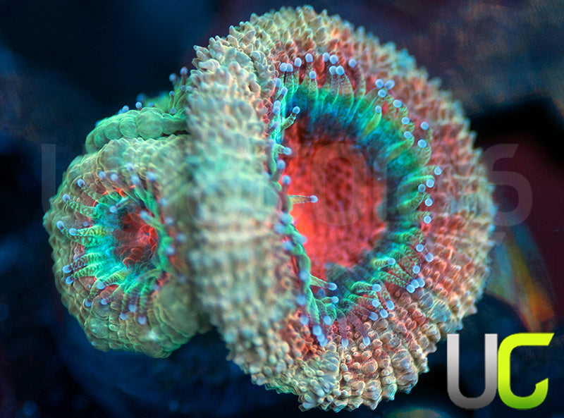 UC Tainted Love Micro Lord
